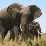 See Elephants on your African Safari Vacation