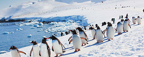 Antarctica Penguins