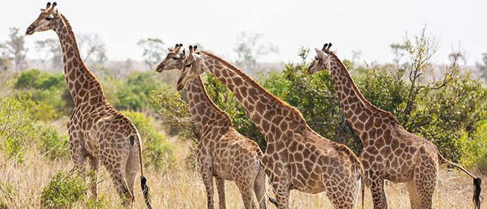 Giraffe family in Chobe Park Botswana