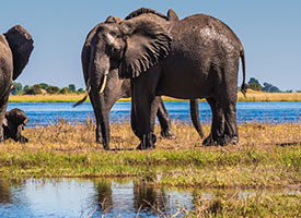 Chobe Herd of Elephants on River