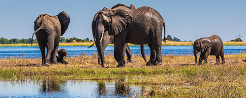 Chobe Herd of Elephants on River