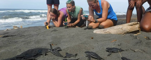 Help save the Sea Turtles of Costa Rica