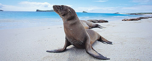 Explore the Galapagos Islands