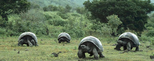 Explore nature of the Galapagos