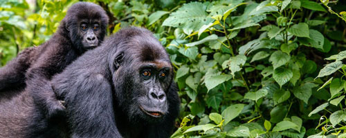 See the Gorillas of Rwanda