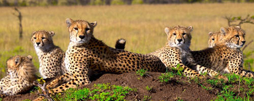 Experience a Kenya Safari Vacation