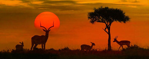 Experience Kruger Safari Park in South Africa