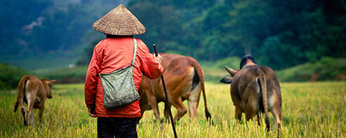 Experience the Mekong River on a cruise your way