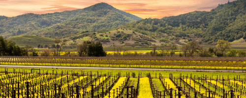 Custom vacation planning to the Napa Valley